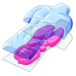 CLEMENTONI scienza & gioco anatomia scheletro e organi 19414 – kit educativo anatomia umana><noscript><img width=