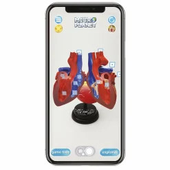 MICRO PLANET Cuore – modello anatomico in 3d><noscript><img width=
