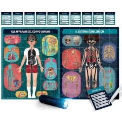 HEADU – il corpo umano a raggi x> Primi Apprendimenti