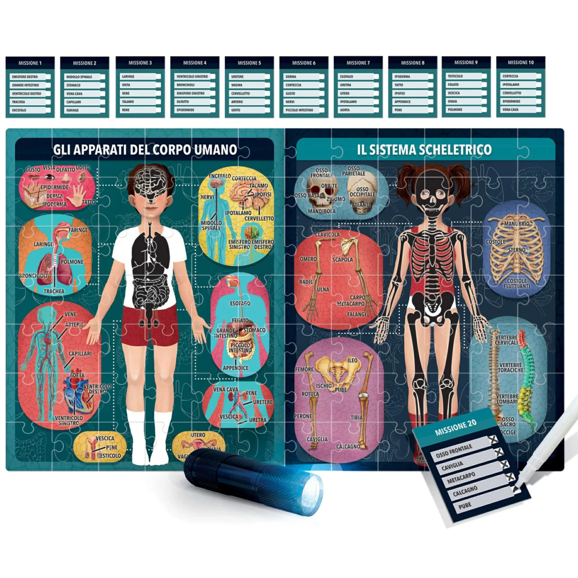 HEADU – il corpo umano a raggi x> Primi Apprendimenti