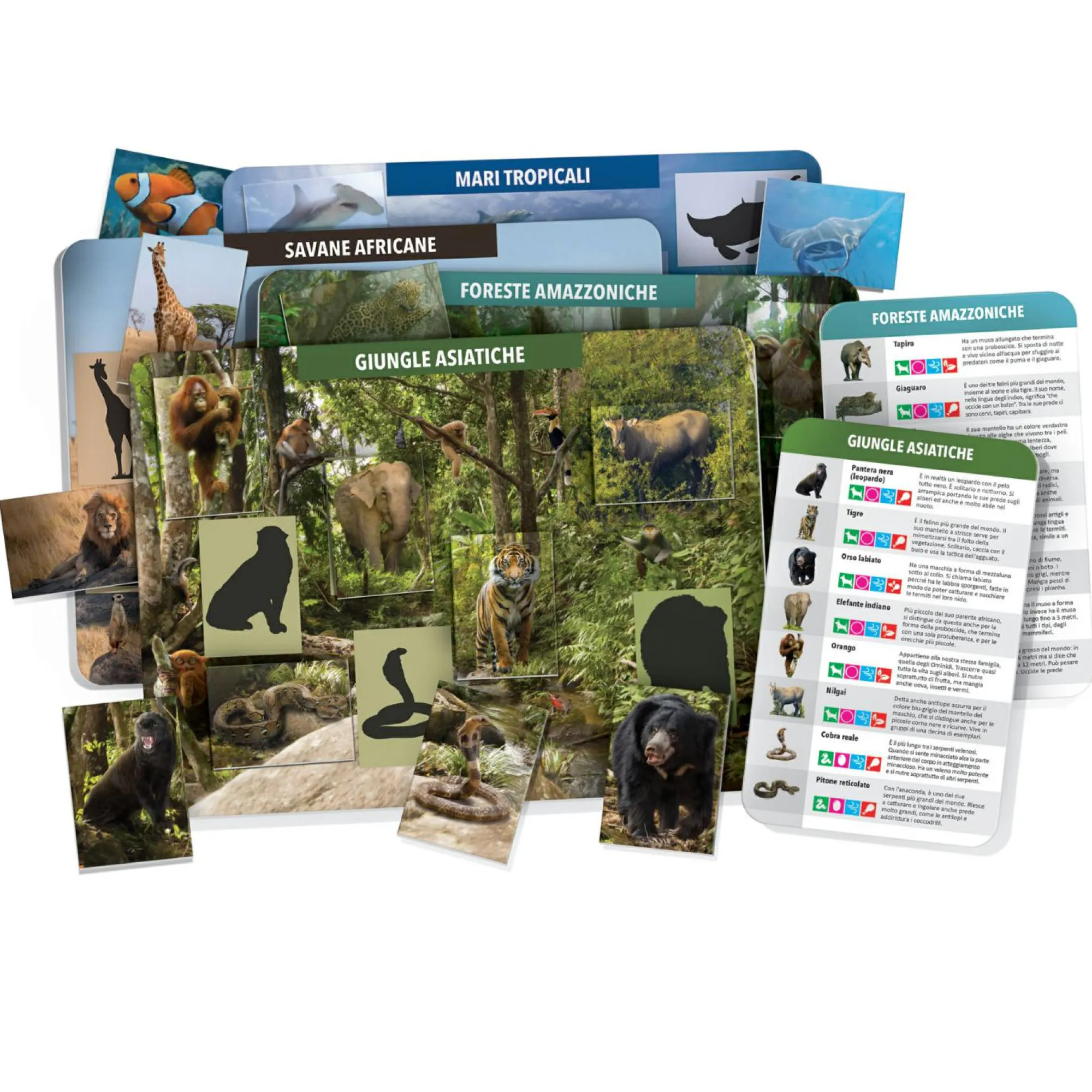 HEADU – la grande tombola degli animali> Primi Apprendimenti