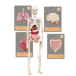 Scienza e Gioco Storia della vita sulla terra><noscript><img width=